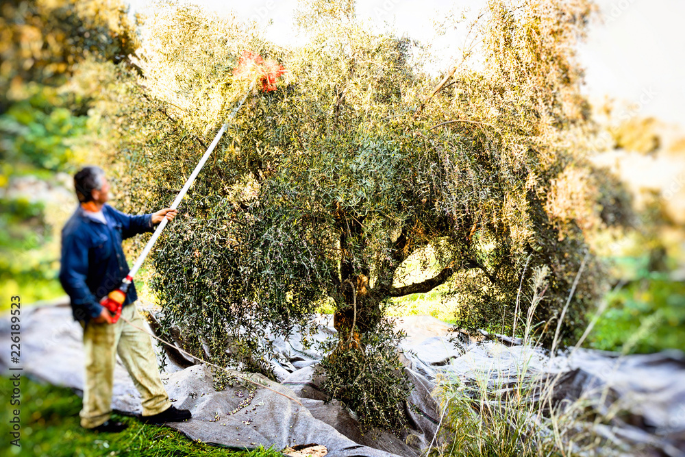 Picking olives of Koroneiki variety at olive grove near the city of Kalamata in Messinia region, southwestern Greece.