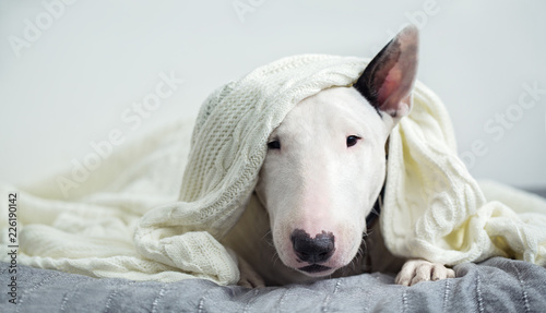 Billede på lærred A cute white English bull terrier is sleeping on a bed under a white knitted bla