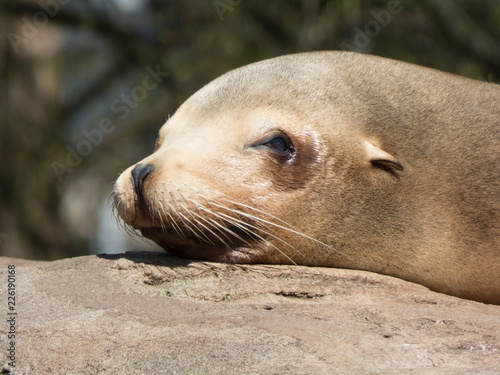 Kopf eines Seelöwen der am einschlafen ist Nahaufnahme