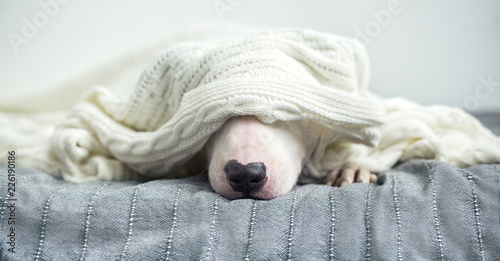 Foto A cute white English bull terrier is sleeping on a bed under a white knitted bla