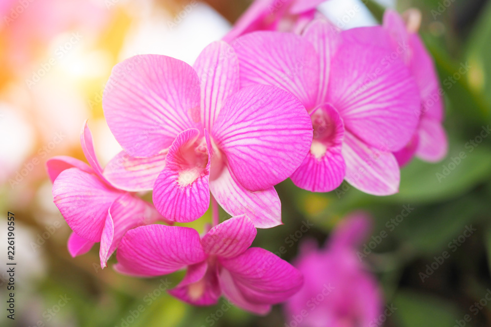 Beautiful orchid flower in garden at winter or spring day for background Beautiful orchid flower in garden at winter or spring day for background