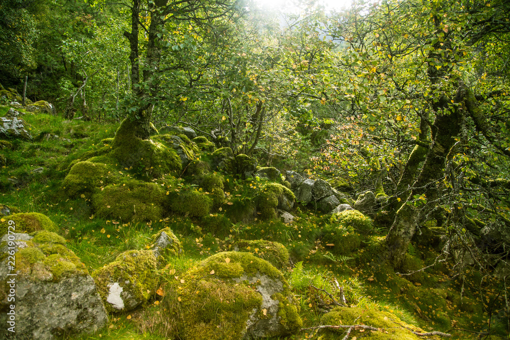 A beautiful, still green autumn forest on the mountain slope in Norway, Folgefonna National Park. Vibrant landscape of autumn. A beautiful, still green autumn forest on the mountain slope in Norway, Folgefonna National Park. Vibrant landscape of autumn.