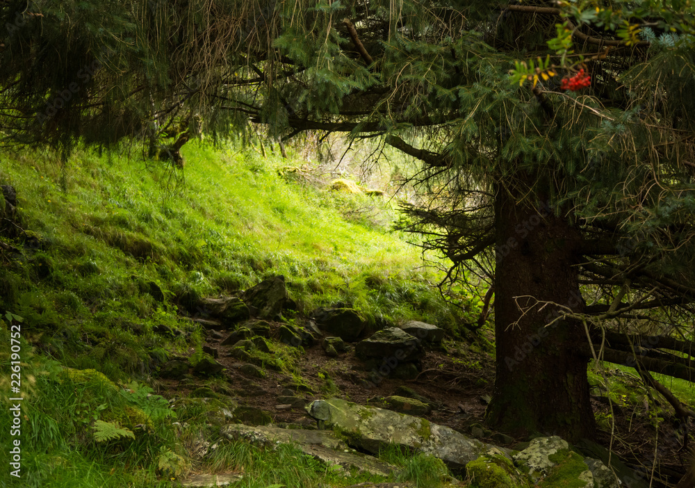A beautiful, still green autumn forest on the mountain slope in Norway, Folgefonna National Park. Vibrant landscape of autumn. A beautiful, still green autumn forest on the mountain slope in Norway, Folgefonna National Park. Vibrant landscape of autumn.