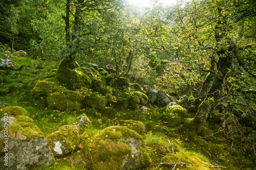 A beautiful  still green autumn forest on the mountain slope in Norway  Folgefonna National Park. Vibrant landscape of autumn.