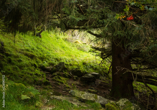 Fototapeta Naklejka Na Ścianę i Meble -  A beautiful, still green autumn forest on the mountain slope in Norway, Folgefonna National Park. Vibrant landscape of autumn.