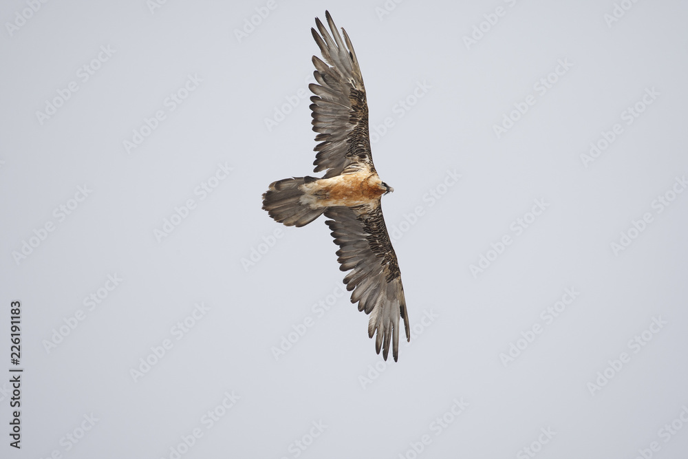 Obraz premium Gypaete barbu - Lammergeyer - Gypaetus barbatus, Vanoise, France