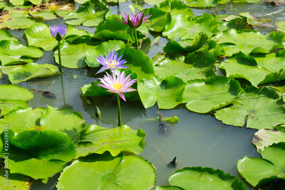 Purple and Pink lotus flower in nature it is beautiful. Purple and Pink lotus flower in nature it is beautiful.