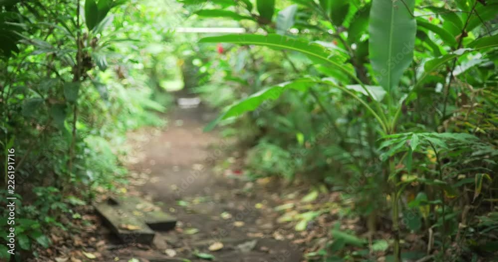 Blurred nature background of trail between lush forest plants in Monteverde Blurred nature background of trail between lush forest plants in Monteverde