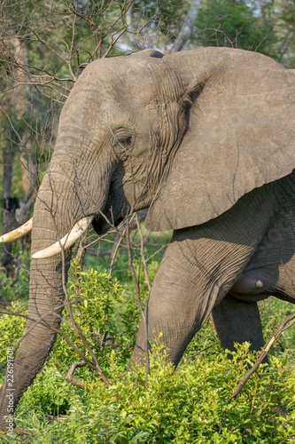 African elephant