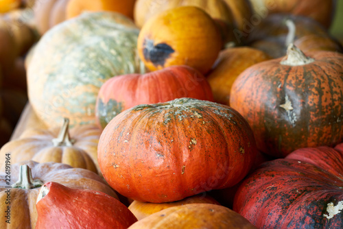 Various Pumpkin, In Korea