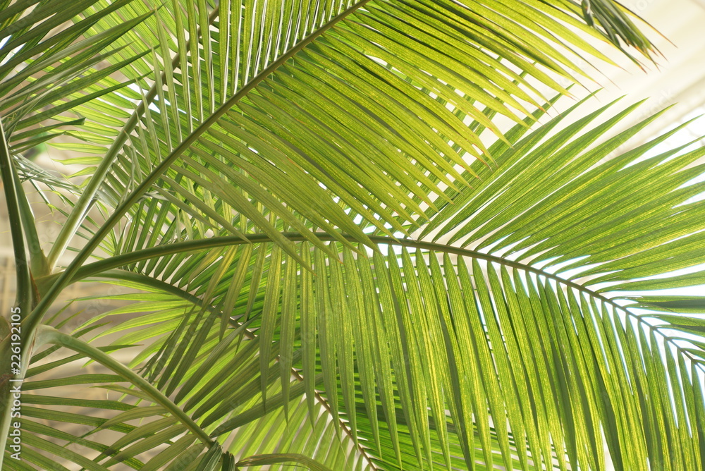 Palm tree in Egypt all inclusive hotel beautiful view with blue sky Red Sea Palm tree in Egypt all inclusive hotel beautiful view with blue sky Red Sea