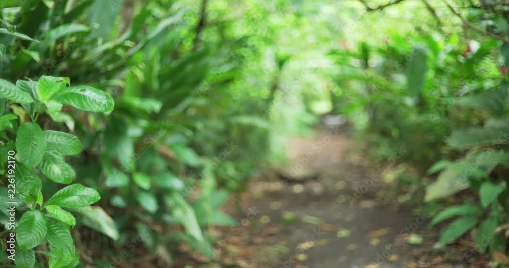 Narrow path between green forest leaves and sunlight in Costa Rica Narrow path between green forest leaves and sunlight in Costa Rica