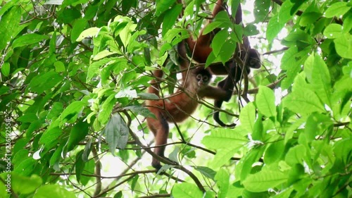 Central American spider monkeys hanging from tree looking at camera, Slow Motion photo