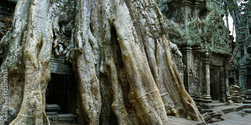 Detail of roots growing in the middle of wall in Angkor wat ,archaeologic park ,Cambodia