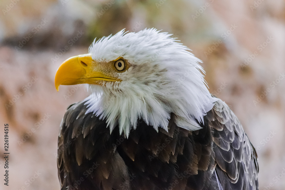 Fototapeta premium bald eagle bust portrait (Haliaeetus leucocephalus) looking to the left with rocky background