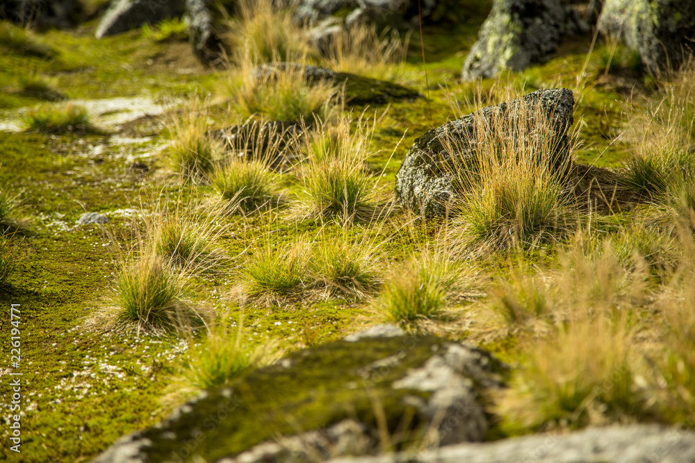 Local plant life in mountains in Folgefonna National Park in Norway. A beautiful closeup of an autumn flora. Local plant life in mountains in Folgefonna National Park in Norway. A beautiful closeup of an autumn flora.