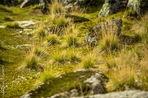 Local plant life in mountains in Folgefonna National Park in Norway. A beautiful closeup of an autumn flora.