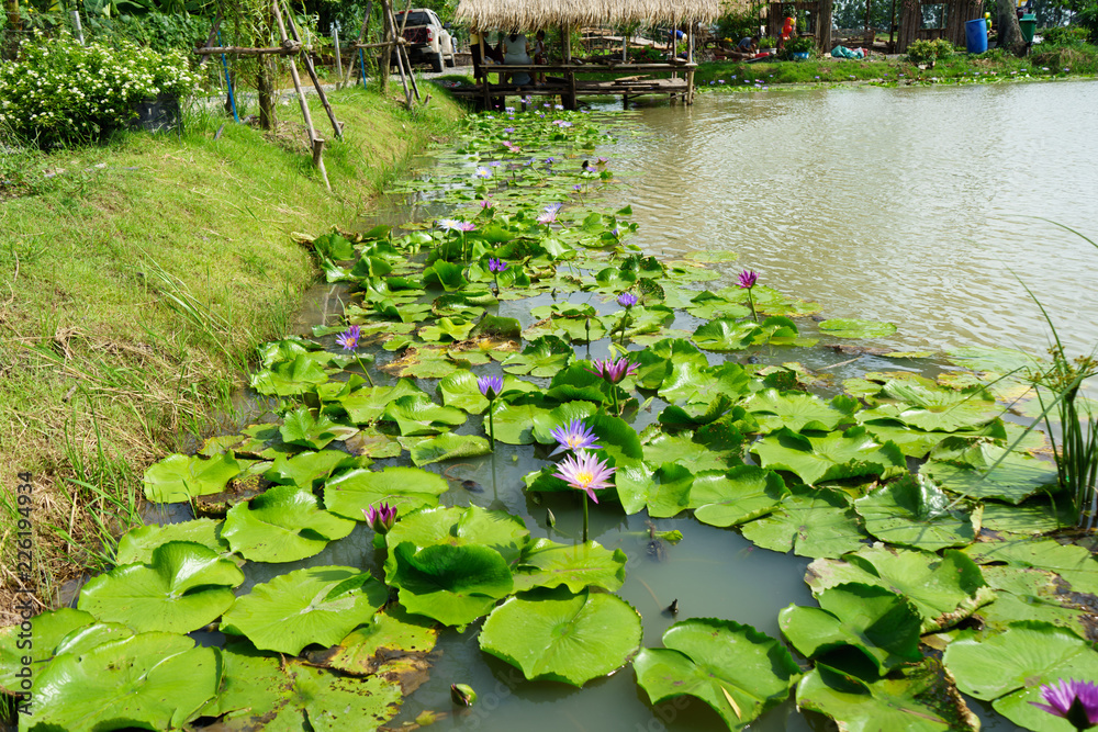 Purple and Pink lotus flower in nature it is beautiful. Purple and Pink lotus flower in nature it is beautiful.