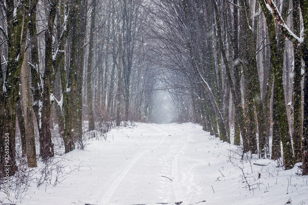 Wide path in winter forest during snowfall_ Wide path in winter forest during snowfall_