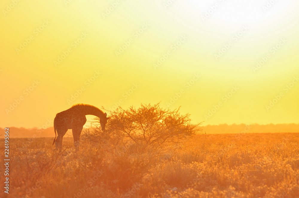 Fototapeta premium Wild giraffe on sunset in African savannah