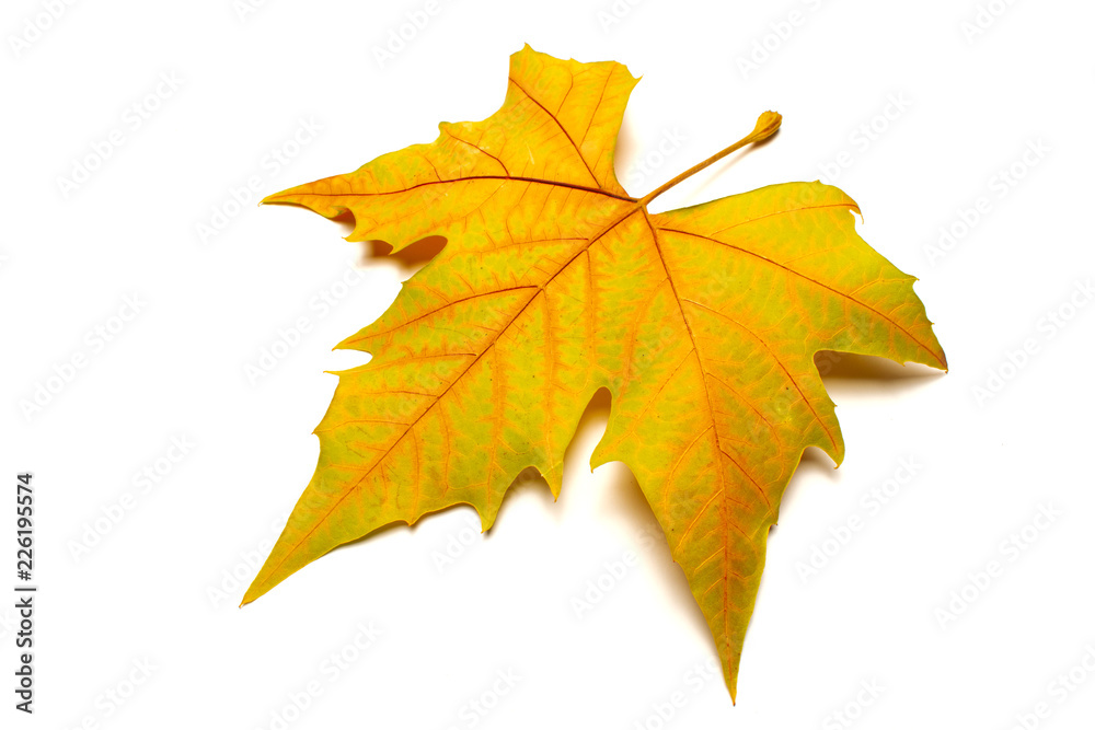 dried leaves on white background dried leaves on white background