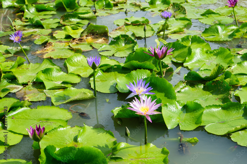 Purple and Pink lotus flower in nature it is beautiful. Purple and Pink lotus flower in nature it is beautiful.