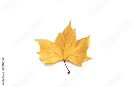 dried leaves on white background