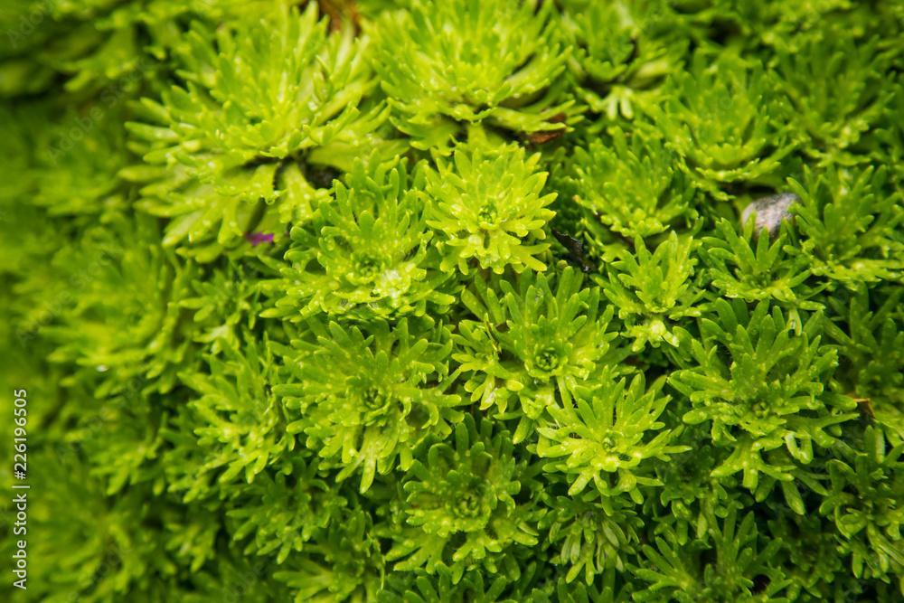 Beautiful green closeup of saxifrages in park of Bergen. Pattern of rockfoil plants. Shallow depth of field.