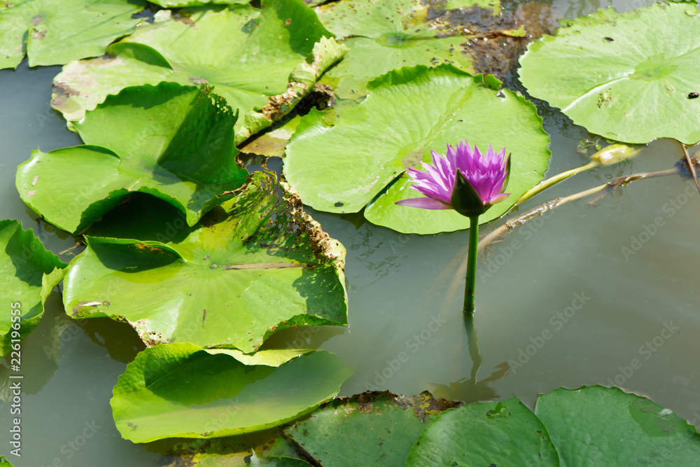 Purple and Pink lotus flower in nature it is beautiful. Purple and Pink lotus flower in nature it is beautiful.