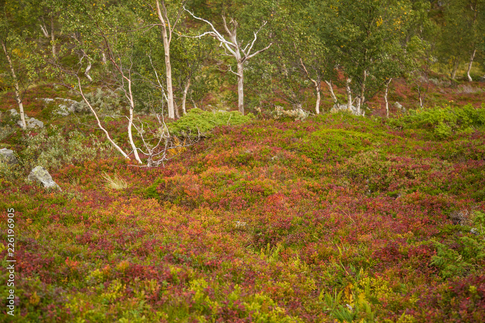 A beautiful autumn colors on the slopes of the mountains in Folgefonna national park, Norway. Natural flora in fall. A beautiful autumn colors on the slopes of the mountains in Folgefonna national park, Norway. Natural flora in fall.