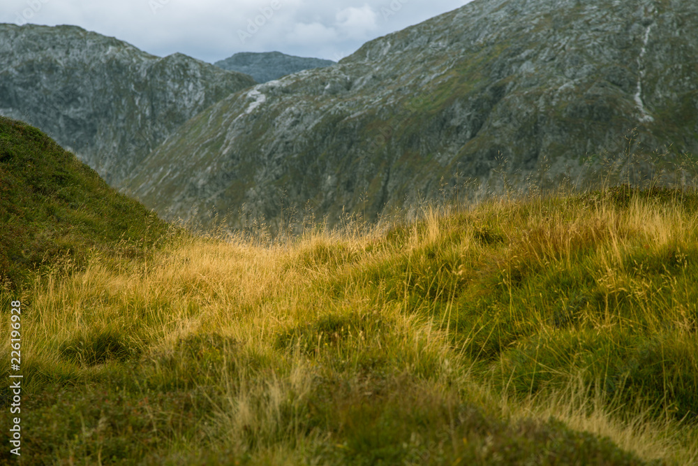 A beautiful autumn colors on the slopes of the mountains in Folgefonna national park, Norway. Natural flora in fall.