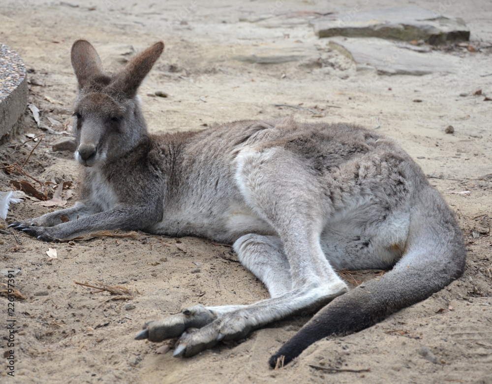 Fototapeta premium Closeup of Eastern Grey Kangaroo (Macropus giganteus) in NSW Australia