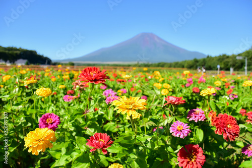 カラフルな百日草の花畑と富士山