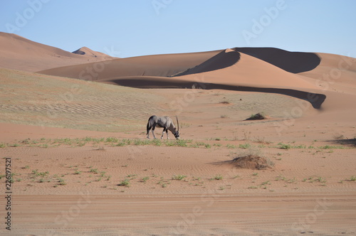 Oryx dans les dunes  Namibie