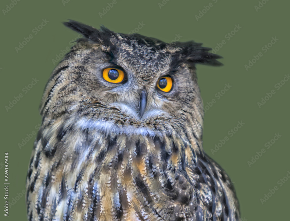 Fototapeta premium portrait of an eagle owl