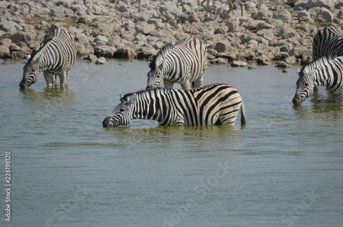 Z  bre s abreuvant  Etosha