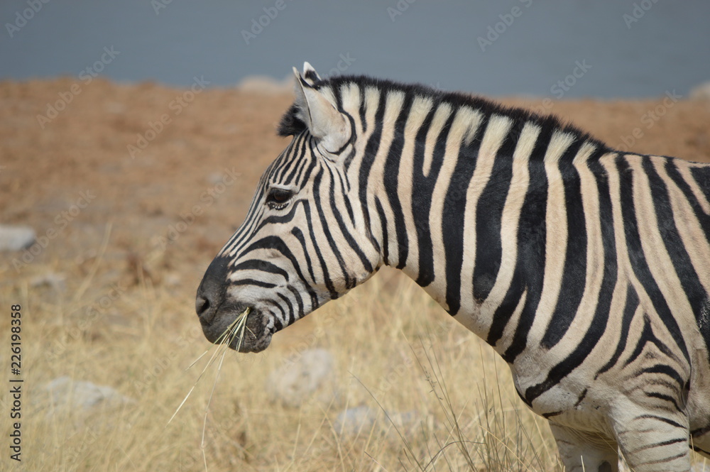 Zèbre, Etosha Zèbre, Etosha