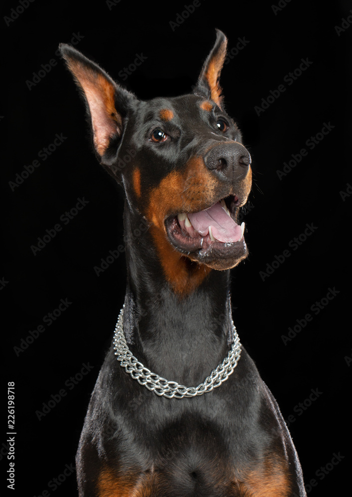 Doberman Dog Isolated on Black Background in studio Doberman Dog Isolated on Black Background in studio