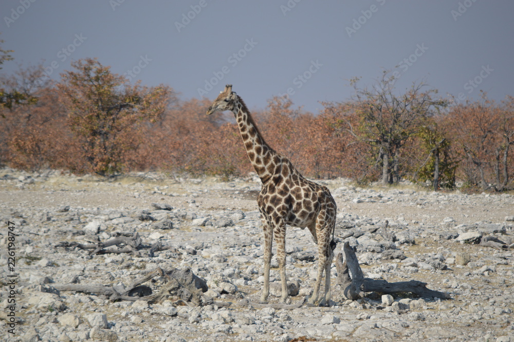 Obraz premium Girafe, Etosha