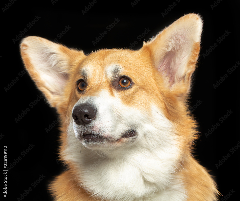 Welsh Corgi Pembroke Dog Isolated on Black Background in studio Welsh Corgi Pembroke Dog Isolated on Black Background in studio