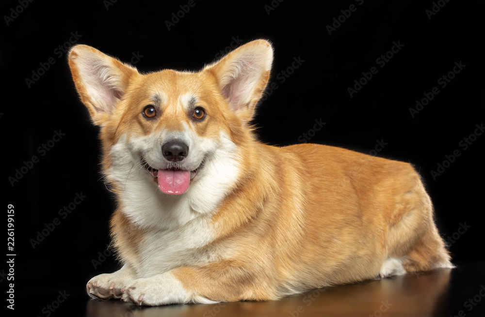 Welsh Corgi Pembroke Dog Isolated on Black Background in studio Welsh Corgi Pembroke Dog Isolated on Black Background in studio