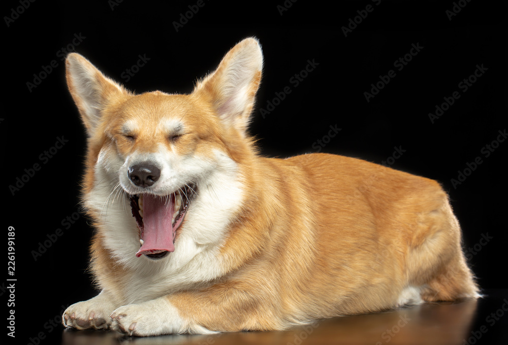 Welsh Corgi Pembroke Dog Isolated on Black Background in studio Welsh Corgi Pembroke Dog Isolated on Black Background in studio