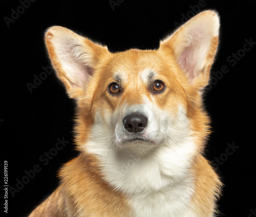 Welsh Corgi Pembroke Dog Isolated on Black Background in studio