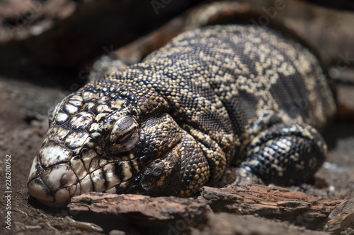 Sleeping Argentine Black And White Tegu (Lizard) photo