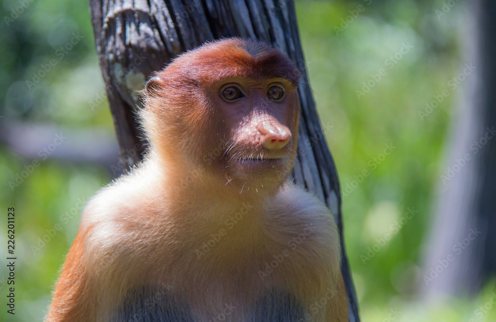 Fototapeta premium Proboscis Monkey of Borneo