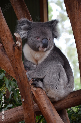 Fototapeta Naklejka Na Ścianę i Meble -  Closeup of a koala sitting on an eucalyptus tree branch - Australian wildlife.
