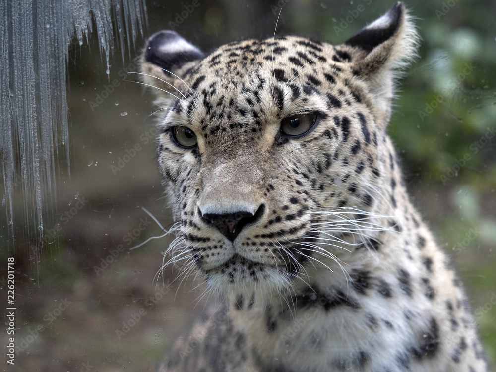 Obraz premium Portret lamparta perskiego, Panthera pardus saxicolor