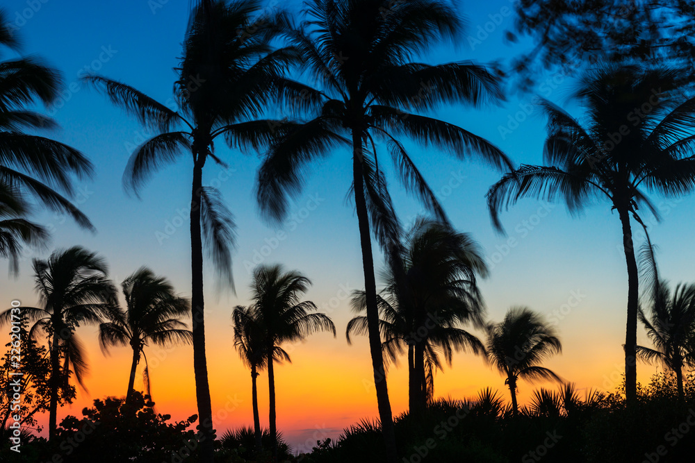 Waving Palm Trees at Sunset in Fort Myers Beach Florida USA