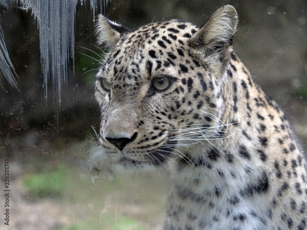 Portrait of Persian Leopard, Panthera pardus saxicolor Stock Photo | Adobe  Stock
