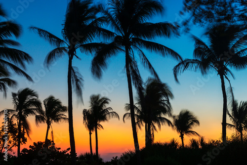 Waving Palm Trees at Sunset in Fort Myers Beach Florida USA
